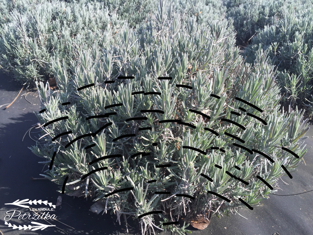 Hrubý náčrt zkrácení vrcholů rostlin Lavandula angustifolia